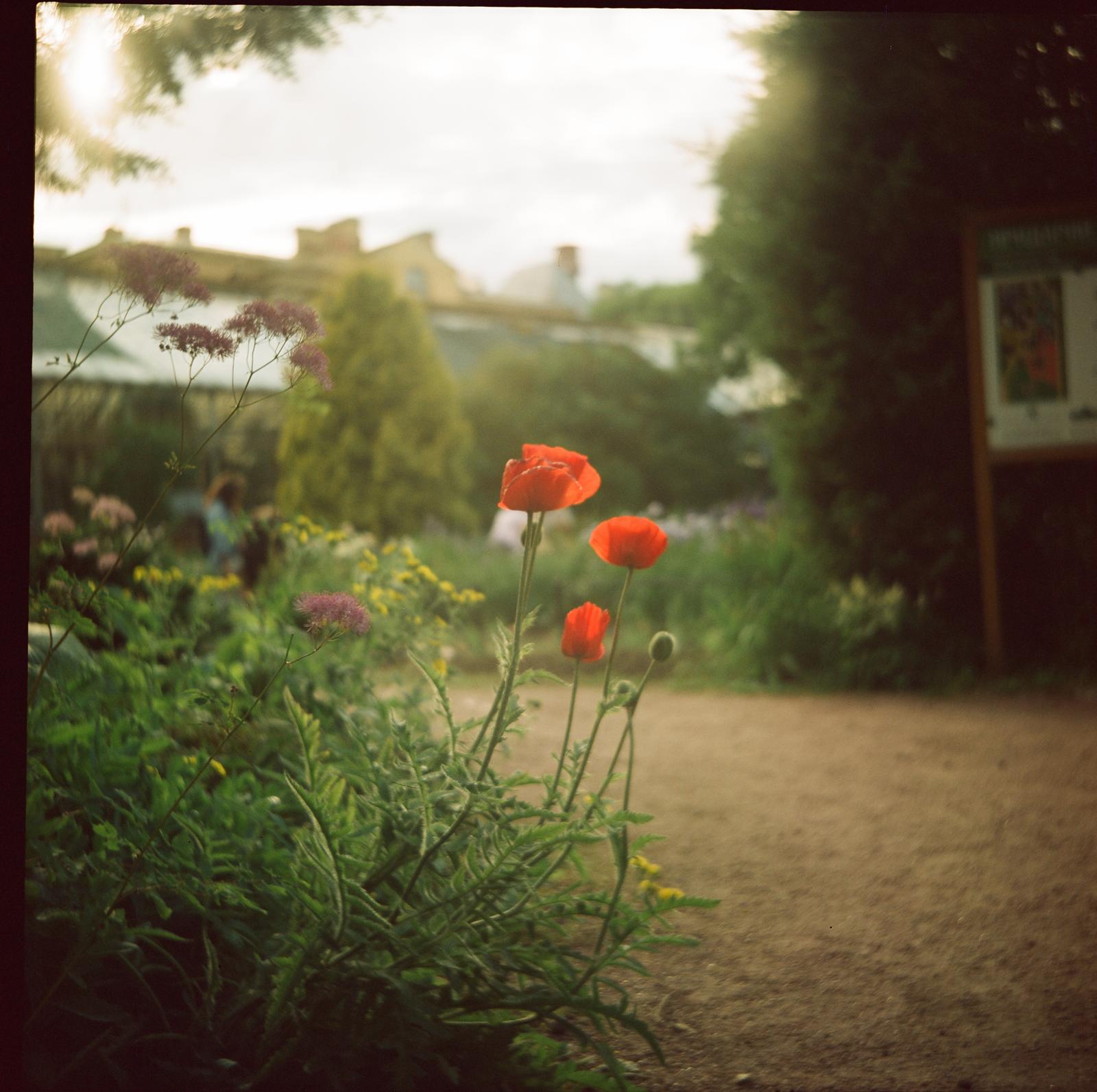 Red poppies in a garden in late light